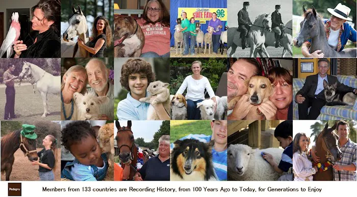 Pedegru - Animal History & Products Picture 10