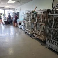 Pretty Feathers Bird Store ico
