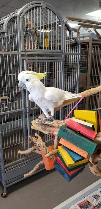 Pretty Feathers Bird Store Picture 3
