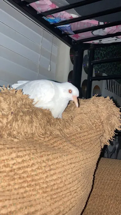 Pretty Feathers Bird Store Picture 8
