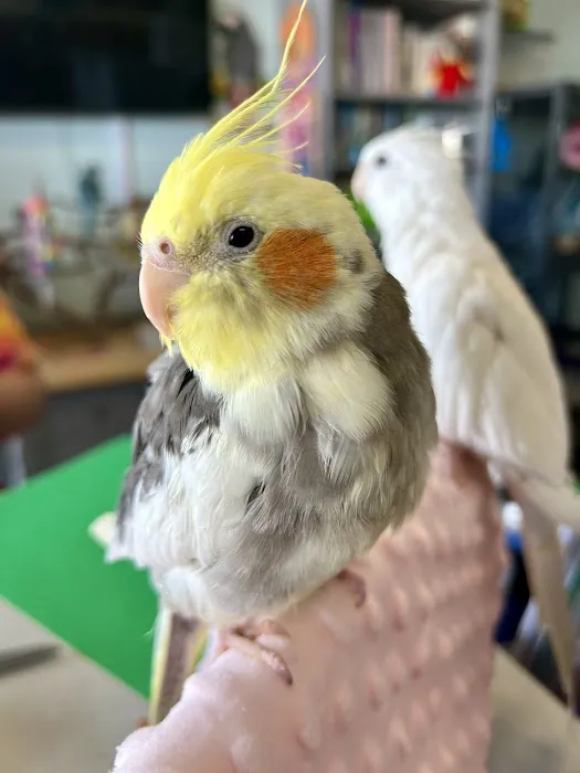 Pretty Feathers Bird Store Picture 7