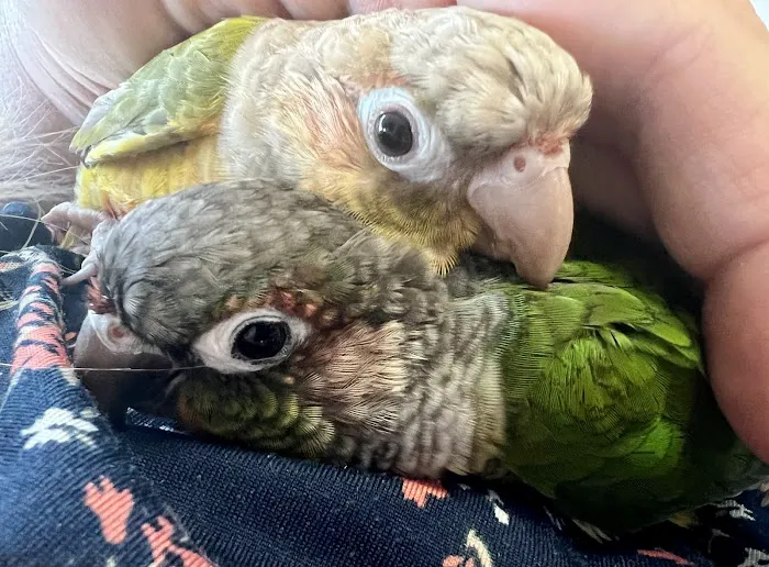 Pretty Feathers Bird Store Picture 6
