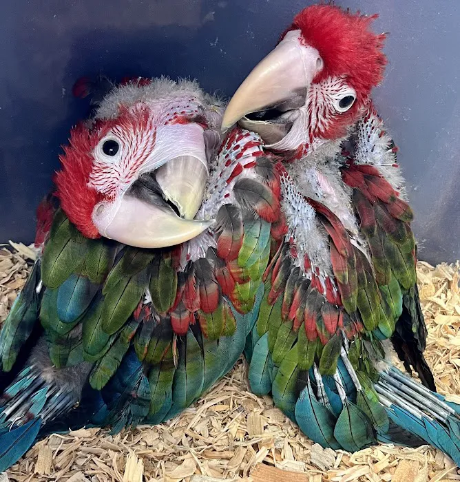 Pretty Feathers Bird Store Picture 10