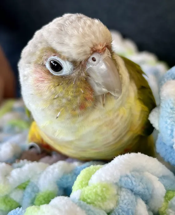 Pretty Feathers Bird Store Picture 9