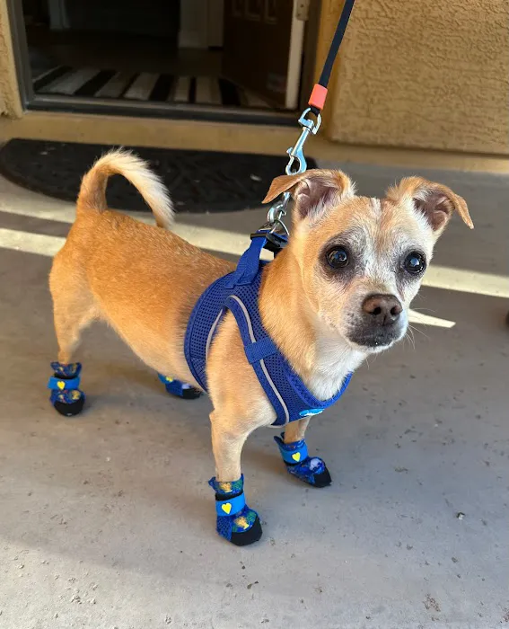 DESERT PAMPERED PETS Picture 2