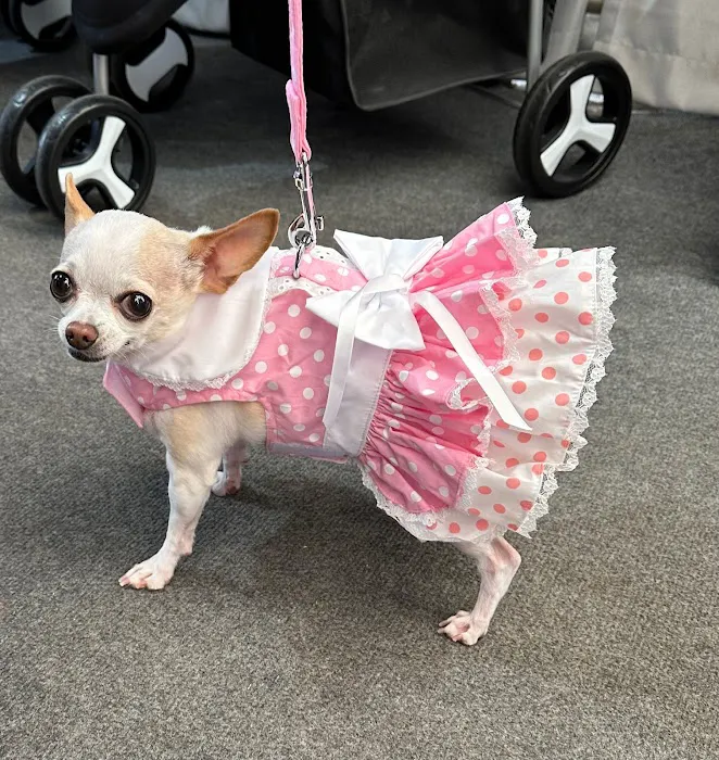 DESERT PAMPERED PETS Picture 4
