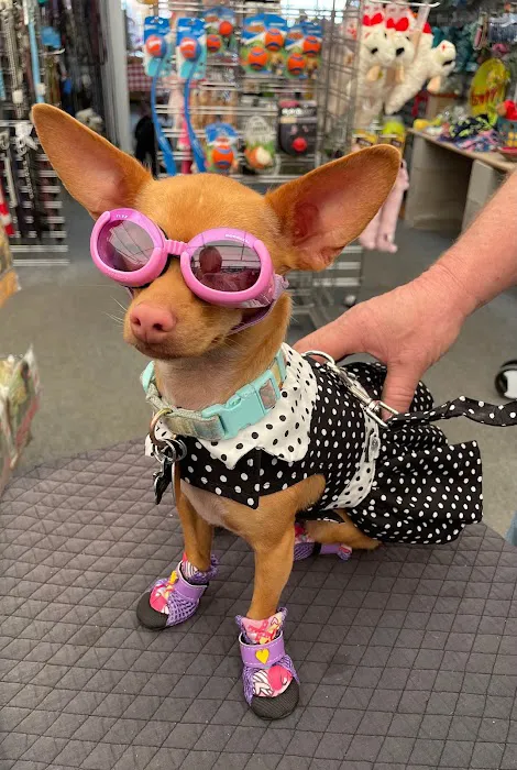 DESERT PAMPERED PETS Picture 9