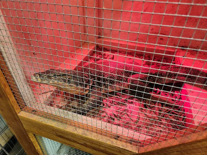 Reptile Junction Picture 7