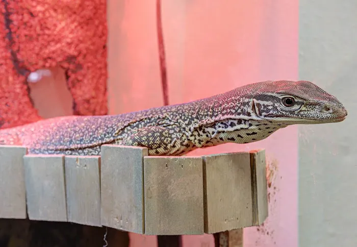 Reptile Junction Picture 10