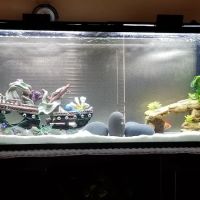 Desert Tropical Aquatics ico