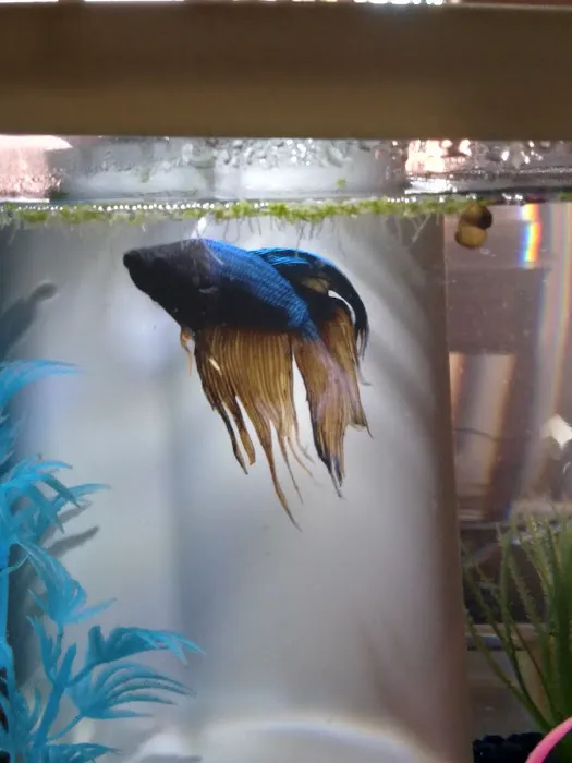 Desert Tropical Aquatics Picture 3