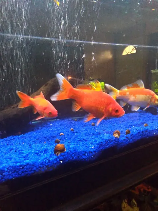 Desert Tropical Aquatics Picture 5