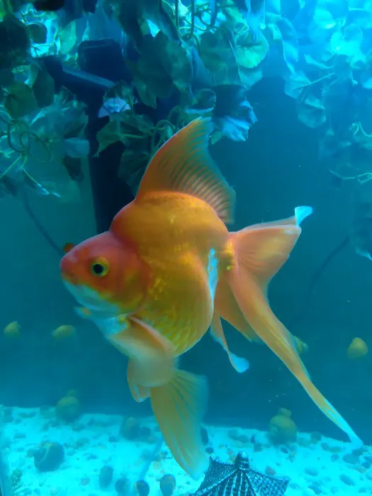 Desert Tropical Aquatics Picture 4