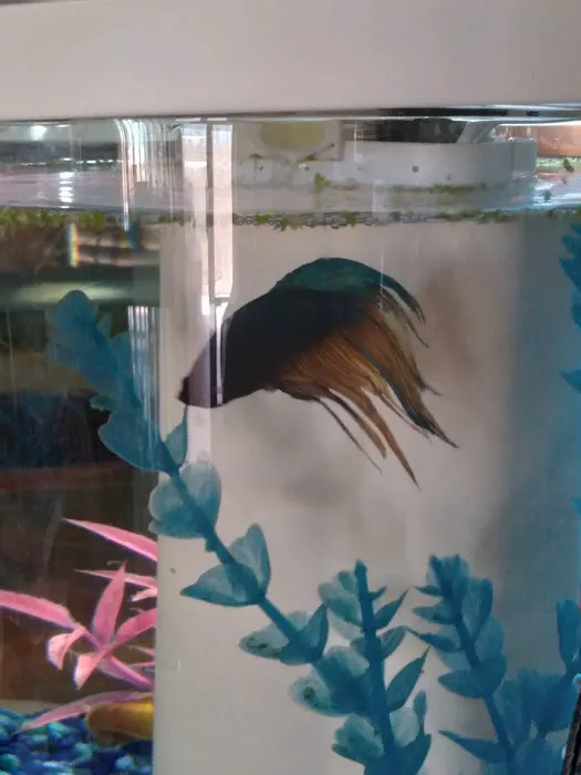 Desert Tropical Aquatics Picture 2