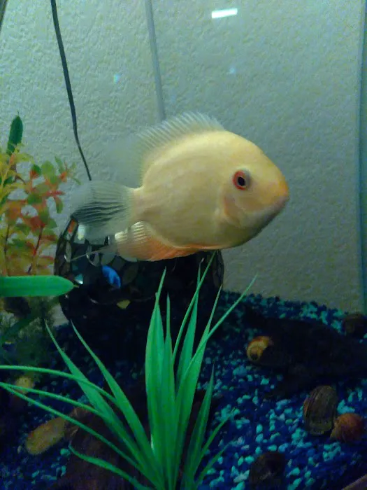 Desert Tropical Aquatics Picture 9