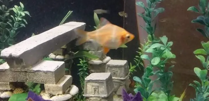 Desert Tropical Aquatics Picture 7