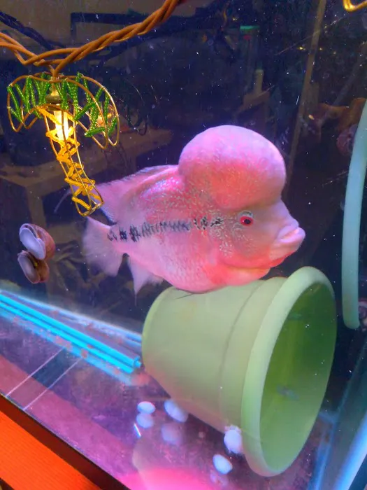 Desert Tropical Aquatics Picture 8