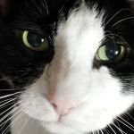 Stroudsburg Animal Hospital