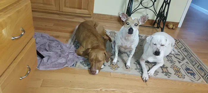 Stroudsburg Animal Hospital Picture 7