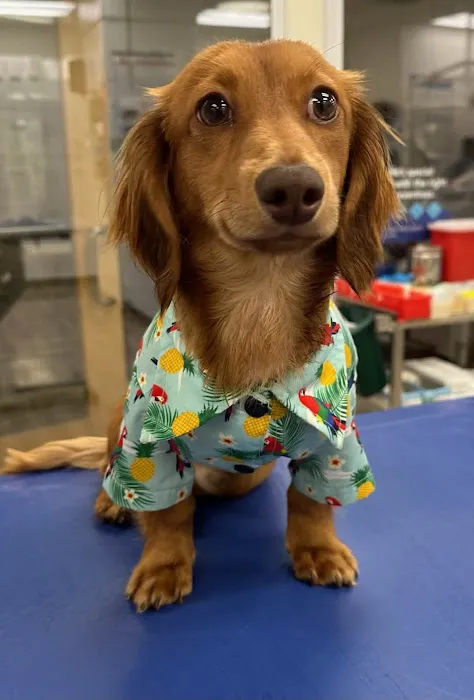VCA AVH Animal Hospital Picture 10