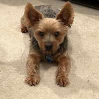 Animal Hospital of Mt. Pocono ico