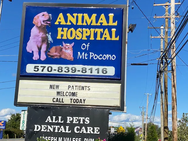 Animal Hospital of Mt. Pocono Picture 5