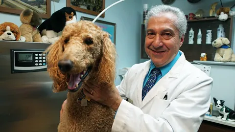 All Pets Dental Care & Oral Surgery Picture 1