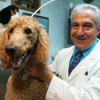 All Pets Dental Care & Oral Surgery ico