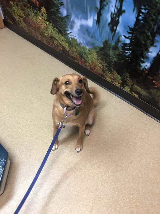 All Pets Dental Care & Oral Surgery Picture 2