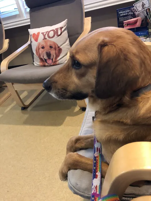All Pets Dental Care & Oral Surgery Picture 3