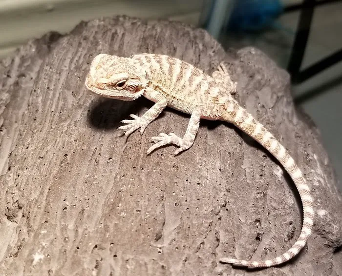 Petco Picture 8