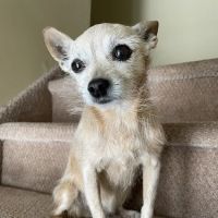 Heart + Paw ico
