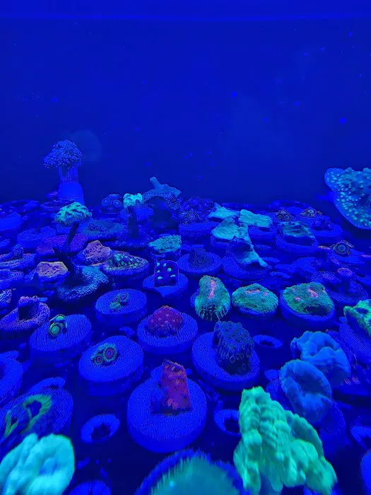 ReefLife Picture 4