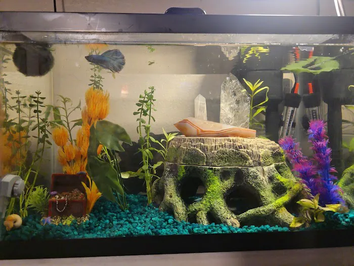 TK Aquatics Picture 3