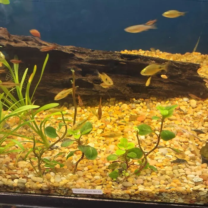 TK Aquatics Picture 4