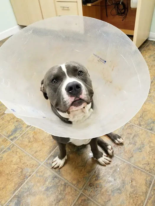 Denville Animal Hospital Picture 6