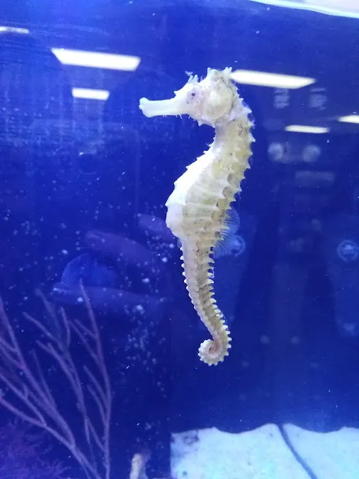 Ultimate Reefs & Aquariums Picture 1