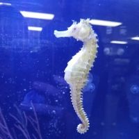 Ultimate Reefs & Aquariums ico