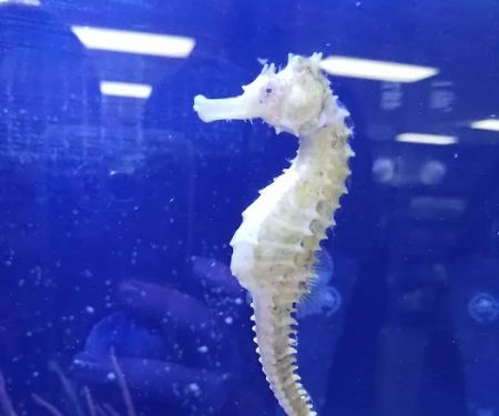Ultimate Reefs & Aquariums