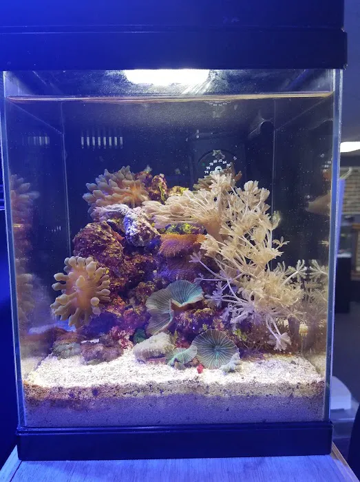 Ultimate Reefs & Aquariums Picture 4