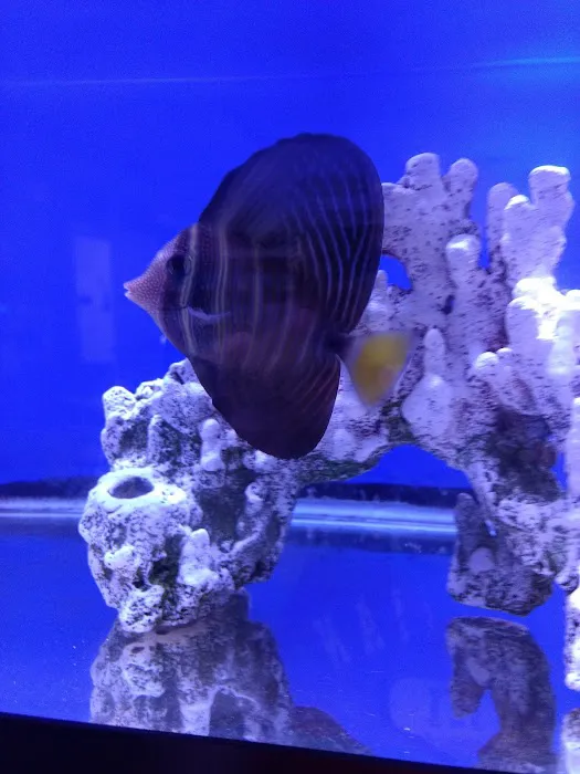 Ultimate Reefs & Aquariums Picture 6