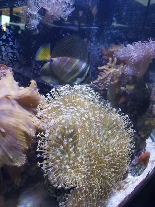 Ultimate Reefs & Aquariums Picture 7