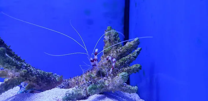 Ultimate Reefs & Aquariums Picture 10