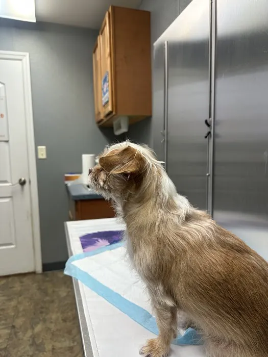 All Creatures Great and Small Animal Hospital and Urgent Care Picture 1