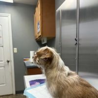 All Creatures Great and Small Animal Hospital and Urgent Care ico