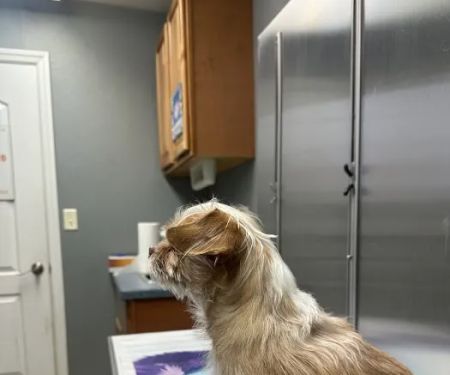 All Creatures Great and Small Animal Hospital and Urgent Care