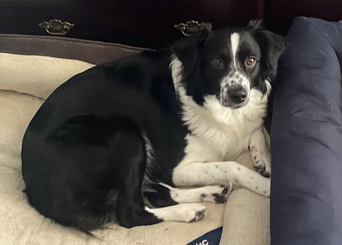 All Creatures Great and Small Animal Hospital and Urgent Care Picture 4