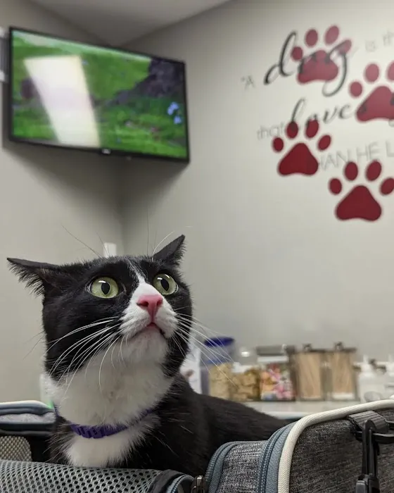 MountainView Veterinary Hospital Picture 10