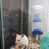 Petco ico