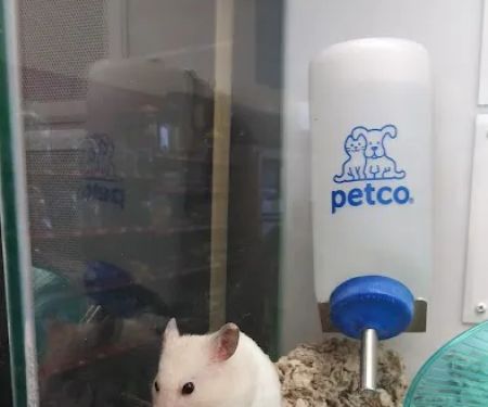 Petco